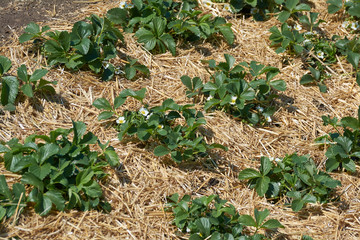 Plants of blossoming strawberries on beds in spring garden. Flowering green strawberry bushes with white flowers on beds. Crop protection.