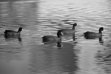Coots in Tubli bay, Bahrain