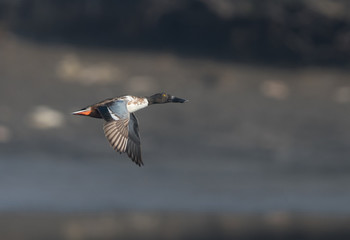 Northern Shoveler flying