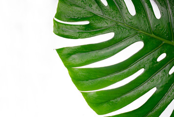 Large leaf of tropical Monstera tree on a white background. Copy space.