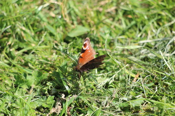 butterfly on grass