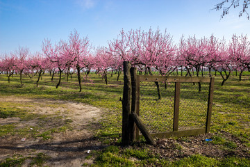 Flowering cherry trees in an orchard on a sunny day