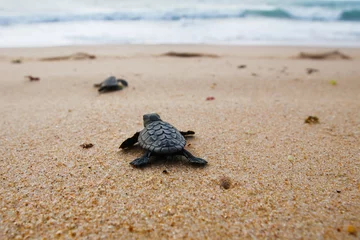 Stoff pro Meter Junge Karettschildkröte (Caretta caretta), die nach dem Verlassen des Nestes am Strand Praia do Forte, Küste von Bahia, Brasilien, auf dem Sand zum Meer kriecht, Draufsicht © Salty View