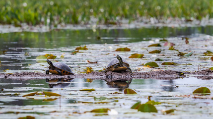 Yellow Bellied Sliders sunning on pond at Okefenokee wildlife refuge in Georgia. 