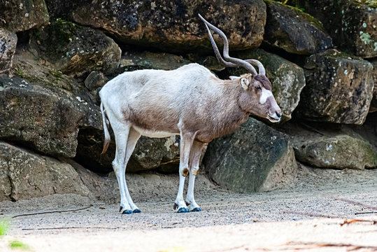 An Addax paces through his territory