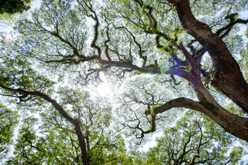 Low angle of rain tree branch and leaves pattern