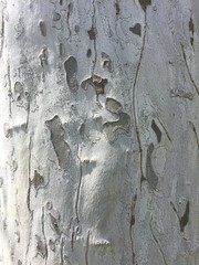 Close up of American Sycamore tree bark, camouflage bark