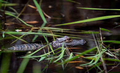 Baby Alligator swimming in shallows at lake in Harris Neck wildlife refuge in Georgia.