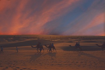 camel caravan in the desert sunset