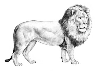 male lion with big shaggy mane illustration, hand drawn pencil sketch in black isolated on white background, nature clip-art, detailed drawing of single lion standing, big cat from Africa - 353470819