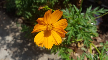 yellow flower in the garden