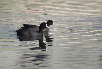 A pair of Coot in Tubli bay, Bahrain