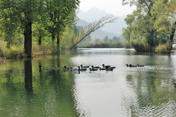 Ducks Swimming in River Surrounded by Trees and Water Grasses in Countryside of Huairou District, Beijing China in Summer Morning of July 2016