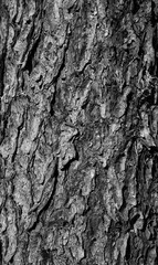 tree bark texture