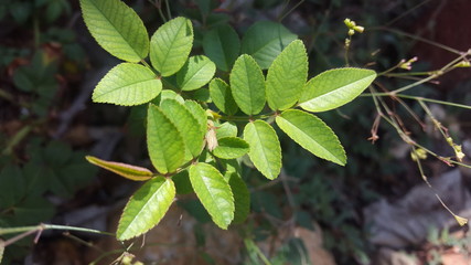 green leaves on a tree