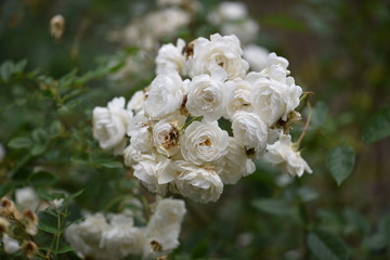 white rose bush
