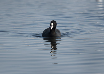 Closeup of Coot at Tubli bay, Bahrain