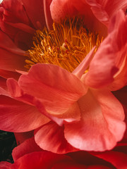 peony