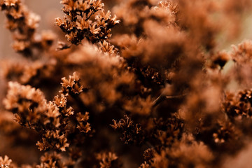Orange colour dry flowers with selective focus. Abstract background concept with perspective. Copy space. Waiting summer period. Structure and texture .