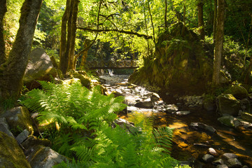 Wasserfall und Schlucht 