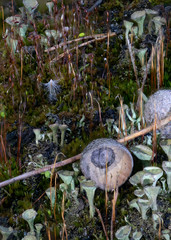 mysterious macro world of forest moss closeup 