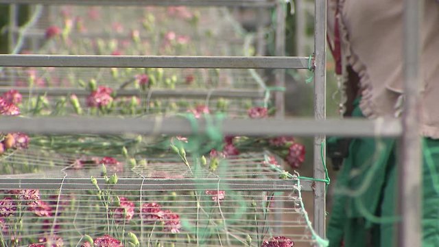 people harvesting carnations on a plantation farm