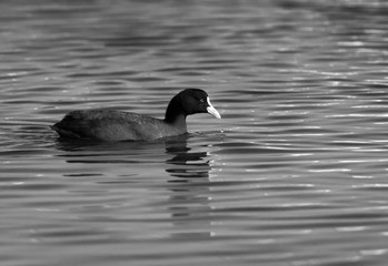 Coot feeding in Tubli bay, Bahrain