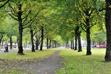 Green Trees Making Shade over a Footpath in City Center of Joensuu, North Karelia, Finland in September 2019