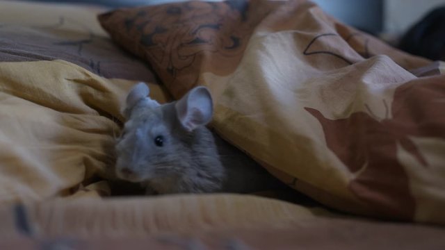 Cute chinchilla hiding under cover on the bed