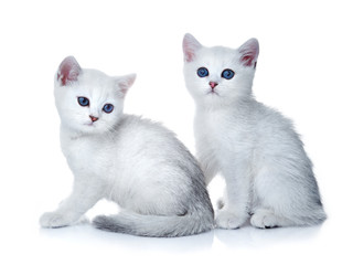 Fototapeta na wymiar kittens on white background