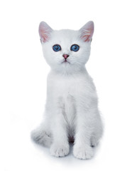 Obraz premium kitten on white background