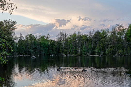 Geese and Duck Families Returning to the Nest from Jedburgh Pond