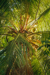 Coconut tree in the