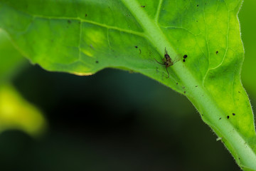ants on a leaf