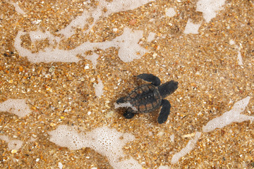 Hatchling baby hawksbill sea turtle (Eretmochelys imbricata) entering the sea after leaving the nest at the beach on Praia do Forte, Bahia coast, Brazil