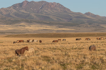 Herd of Wild Horses in Spring in the Utah Desert