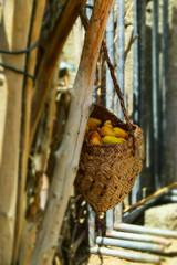 Dates Sweet Fruit Ramadan Kareem Food, Natural ripen in garden nutrition source