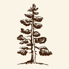 Hand-drawn vector sketch of a pine tree. The conifer tree isolated on a beige background