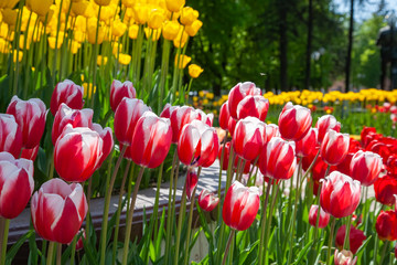 Fresh beauty red white tulip flowers in the garden in sunny day