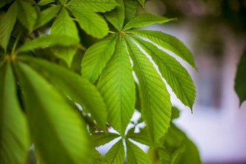 Chestnut tree branch with lush green leaves.