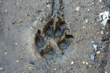Trace the dog in the wet sand. The imprint of the wolf paw on the raw ground.