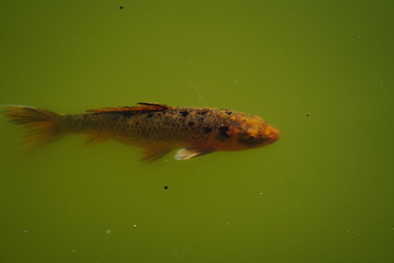 Quinta de Pesca do Marqês de Pombal
