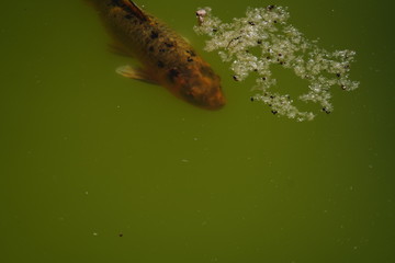 Quinta de Pesca do Marqês de Pombal