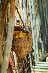 Dates Sweet Fruit Ramadan Kareem Food, Natural ripen in garden nutrition source