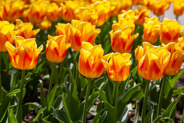 Fresh beauty red yellow tulip flowers in the garden in sunny day