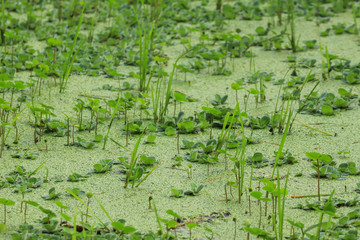 green grass in the water