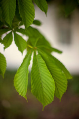 Chestnut tree branch with green leaves in rural garden.