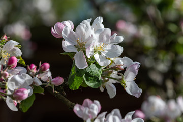 Apple tree (Malus domestica) blossoms