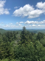 forest in the mountains