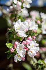Apple tree (Malus domestica) blossoms